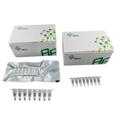 China Kit de amplificación de PCR isotérmica de ADN de alto rendimiento para obtener resultados precisos de PCR en venta