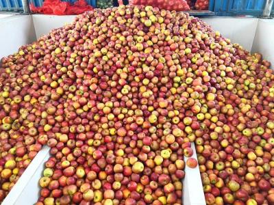China Fruit Juice / Apple Juice Processing Line 100 - 10000L/H Capacity en venta