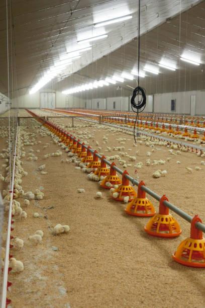 Automated Poultry House Systems for Modern Farms