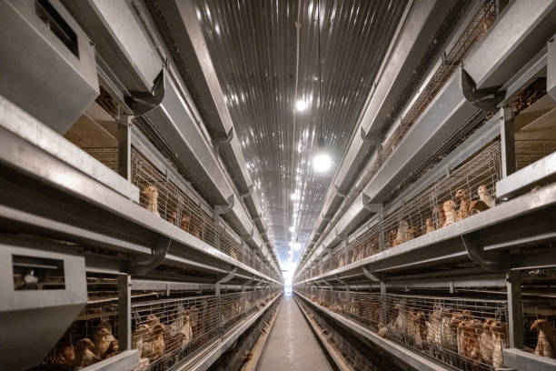 Automated Poultry House Systems for Modern Farms