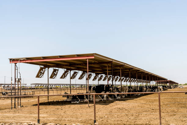 Modern cattle shed exterior showing efficient layout and design