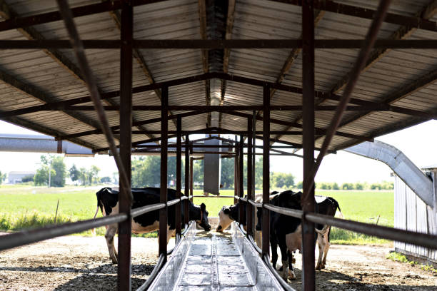 Cattle resting in comfortable free stalls and activity areas
