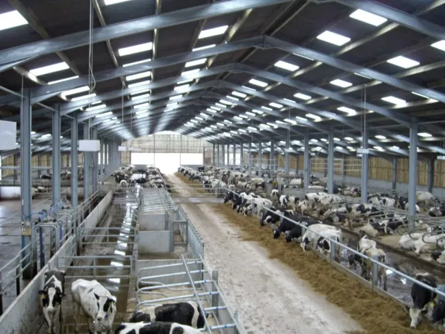 Agricultural Farm Design Professional Detachable Steel Structure Cattle/Cow/Pig/Sheep Barn Shed Building