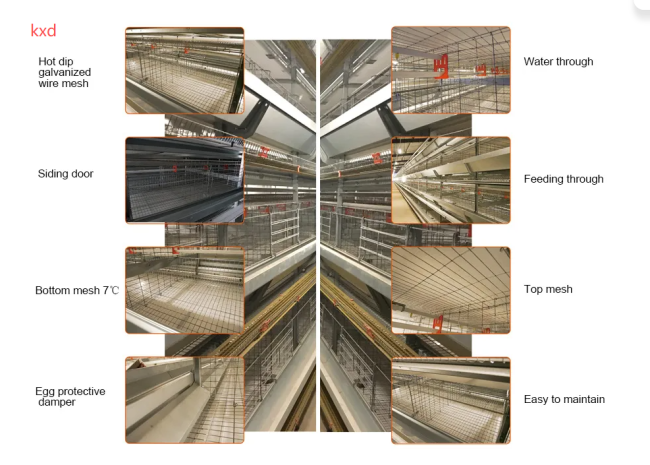 H Type Chicken Layer Cage overview