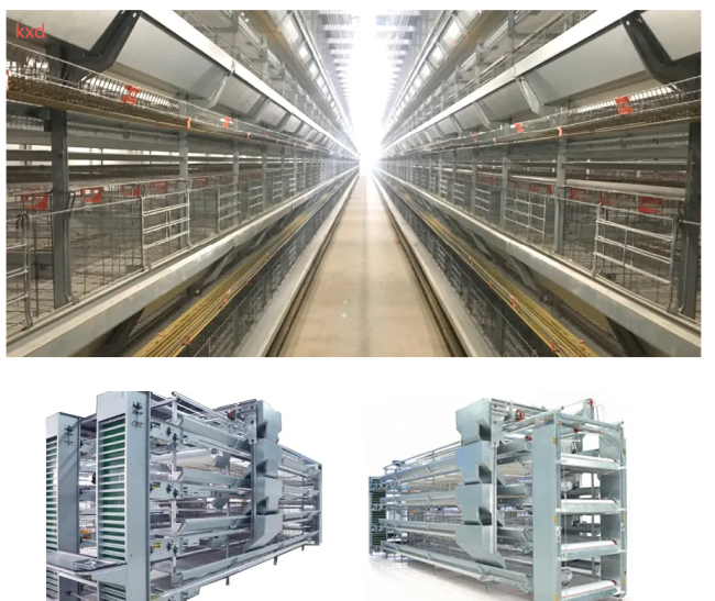Benefits of layer cage system