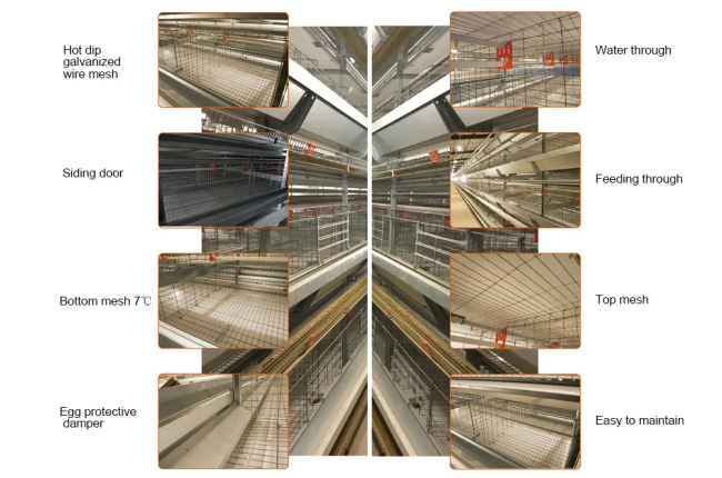Poultry Farming Equipment Diagram