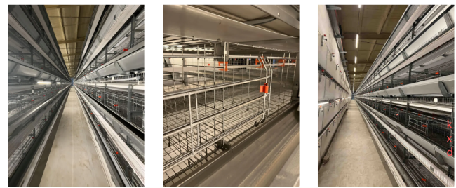 KXD Automatic Battery Cages for Laying Hens overview