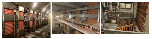 KXD improved egg collection system