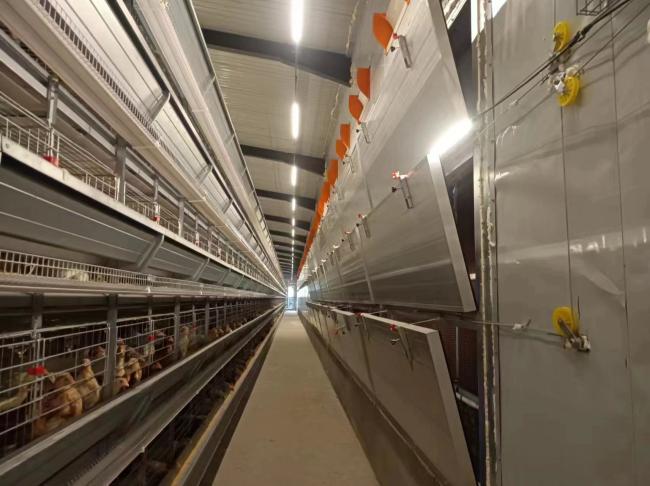 Automatic manure removal system operation