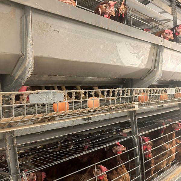 Egg collection mechanism detail