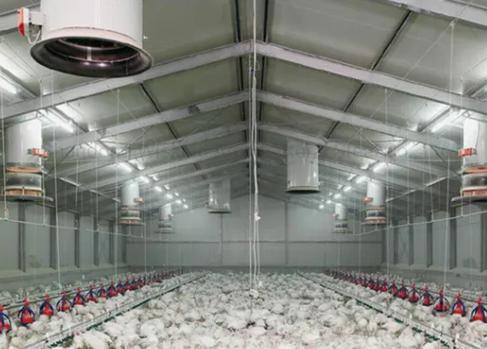 Poultry house construction progress