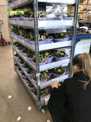 Chine L'exclusivité en plastique de supermarché d'étagère de chariot de fleur de chariot danois à main utilisent les chariots adaptés aux besoins du client à vendre