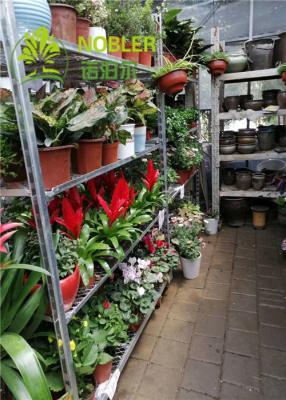 China Los PP ruedan la carretilla holandesa galvanizada de la flor del centro de jardinería en venta