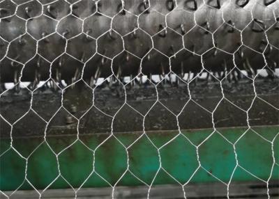China Lightweight Metal Screen Mesh Roll Chicken Coop Hexagonal 2m Bendable Chicken Wire for sale