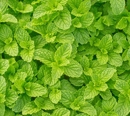 Cas 68917 18 0 Refreshing Organic Peppermint Essential Oil Colorless 0