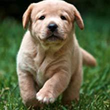 pet waste disposal
