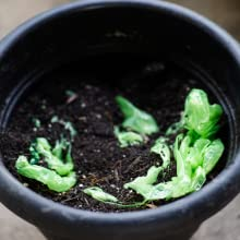 Biodegradable - ASTM Certified speed up bio degradation