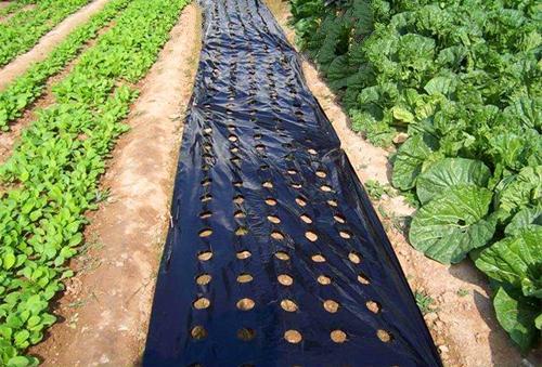 Diffusion agricultural films plastic greenhouse agriculture