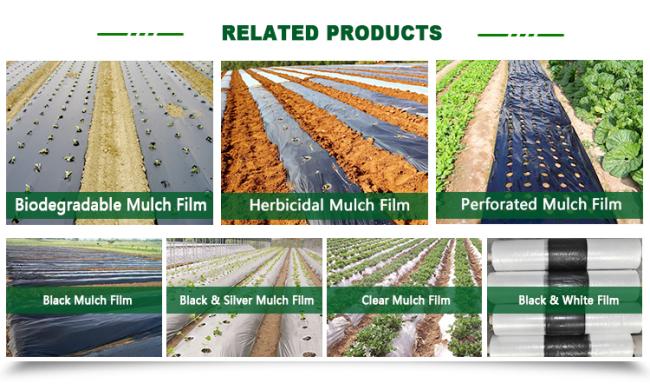 Diffusion agricultural films plastic greenhouse agriculture