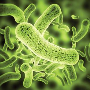 germs