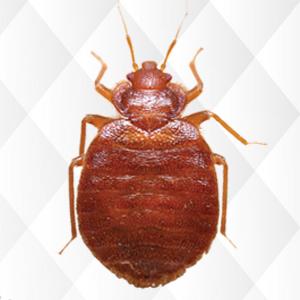 bed bugs