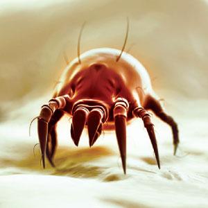 dust mites