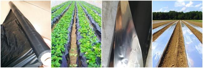 Transparent, Black, Silver/Black, White/Black Weed Control Agricultural Plastic Mulch Film