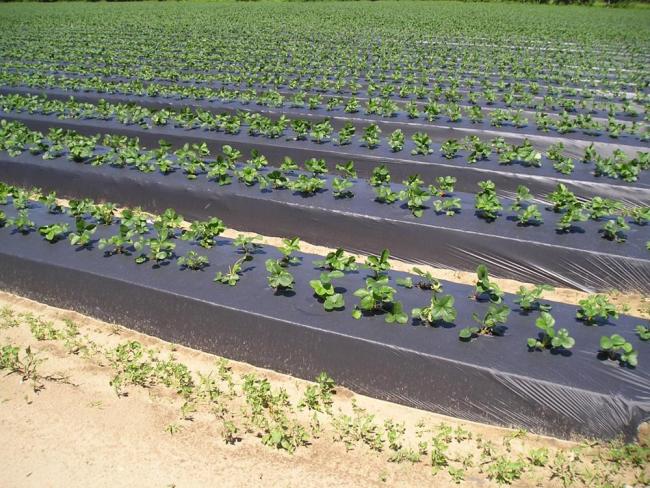 Agricultural plastic mulch film from high quality supplier