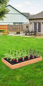 raised bed