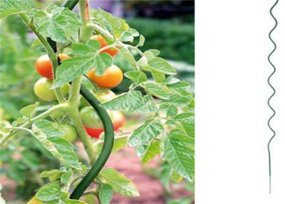 China galvanisierte Spirale des 5mm Durchmesser-Tomatenanbau-Draht-1.6m Höhe zu verkaufen