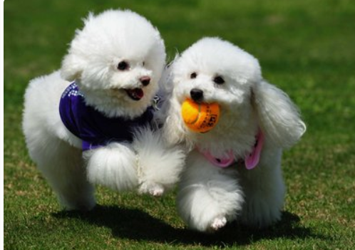 pet dog