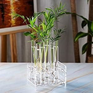 80ml试管植物种植