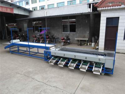 China dates cleaning drying sorting machine, dates washing drying grading machine for sale