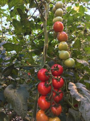 Chine tomate de 20m attachant la ficelle avec le crochet, ficelle 100% de tomate de polypropylène de Vierge à vendre