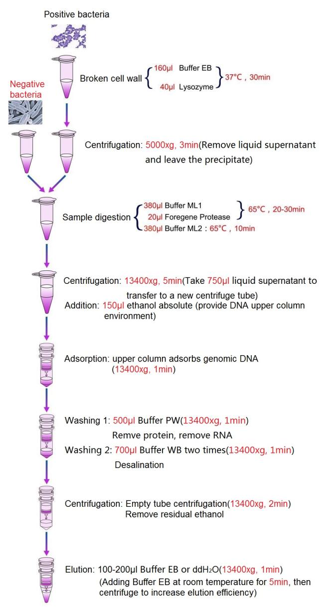 Bacterial DNA Isolation Kit