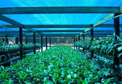Chine Filet d'ombre de serre chaude, tissu agricole d'ombre pour la ferme de fleur à vendre