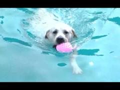 Multifunctional Electric Dog Swimming Toy For Molar Teeth Cleaning
