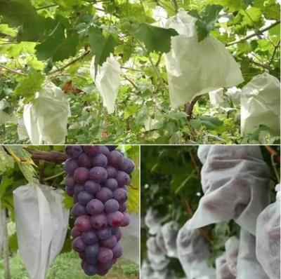 China Waterproof Plant Protection Bag To Protect Grapes Vegetable Practical for sale