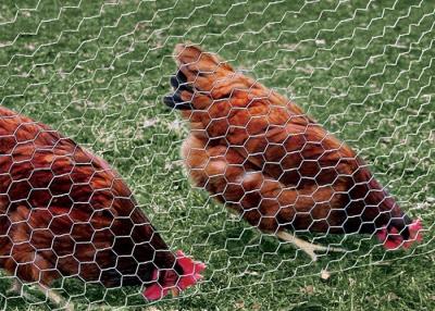China O PVC revestiu a amostra grátis galvanizada do calibre de fio da rede de arame 0.5-5.0mm da galinha à venda