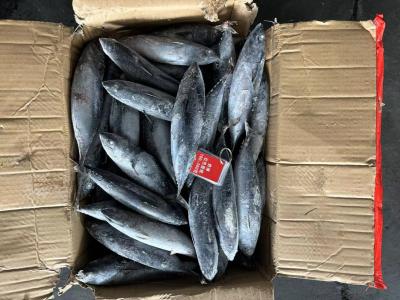 China Mar congelado Tuna Auxis Thazard Sale New que aterra 1kg acima dos peixes congelados do bonito à venda