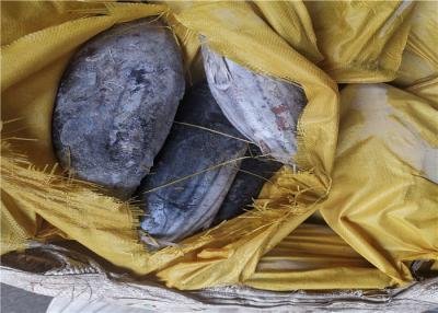 China Skipjack congelados saudáveis Tuna For Restaurant de 2.7kg 2.9kg à venda