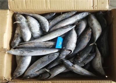 China 3ppm Histamine A Grade Bulk 250kg Frozen Bonito Fish for sale