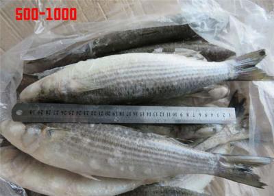 China Whole Round Healthy BQF 500g 1000g Frozen Grey Mullet for sale