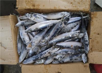 China Scomber Japonicus Under 18 Degree 300g Fresh Frozen Mackerel for sale