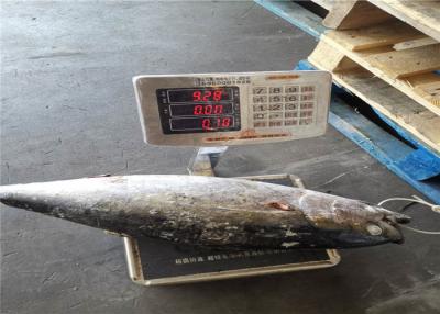 China Atum congelado fresco do atum amarelo inteiro do círculo BQF 5kg 10kg à venda