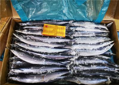 China High Protein 70g 90g #3 Fresh Pacific Saury For Bait Fish for sale