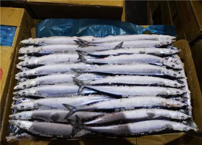 China Whole Round #2 BQF Freezing Pacific Saury Fresh Frozen Fish for sale