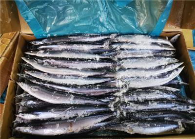 China 3% Moisture Saury Fish 90g 100g Fresh Frozen Seafood for sale