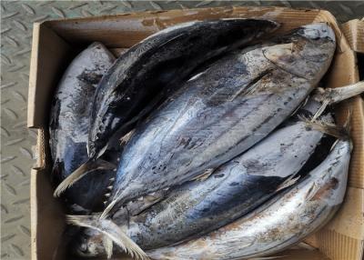 China Seafrozen Katsuwonus Pelamis Whole Round Fresh Skipjack Tuna for sale