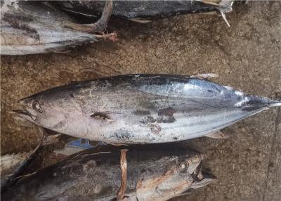 China Um atum de Skipjack congelado 3.4kg natural da cor 1.8kg da categoria à venda